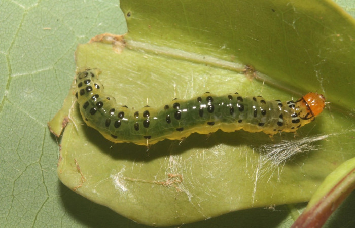Fig 13. Larva <i>Spilomela</i> personalisDHJ04, familia Crambidae en ultimo estadio con 15 mm de largo, vista lateral entero.  Voucher 14-SRNP-75758-DHJ716140.jpg