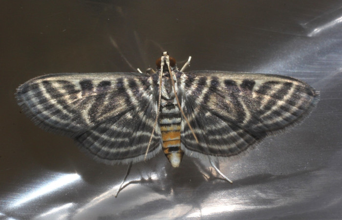 Fig 15. Adulto <i>Spilomela pantheralis</i>. familia Crambidae, vista ventral (macho). Estación Biológica Pitilla. Voucher 15-SRNP-70110-DHJ803875.jpg.