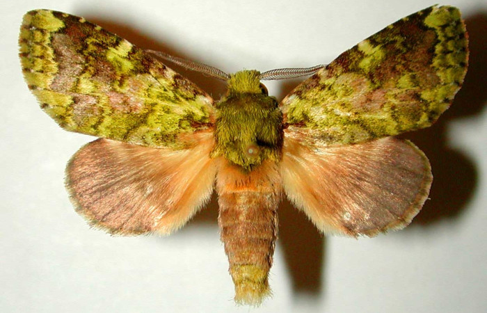 Figura 1. Adulto de <i>Luca</i> lividaDHJ01 (macho), vista dorsal. (00-SRNP-1996-DHJ32806).