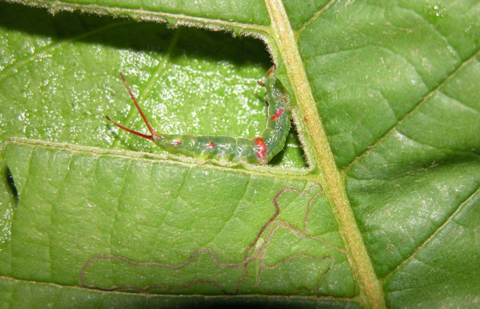 Figura 6. Larva <i>Luca livida</i>,  Notodontidae, vista lateral. (05-SRNP-6060-DHJ451125).
