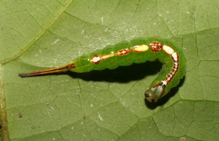 Figura 7. Larva <i>Luca</i> lividaDHJ01 Notodontidae, vista dorsal. (06-SRNP-5147-DHJ410896).