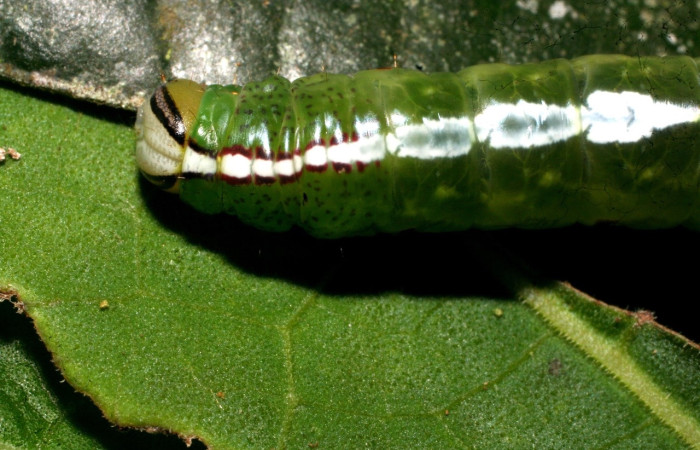 Figura 9. Larva <i>Luca</i> lividaDHJ01, Notodontidae, vista dorsal. (11-SRNP-30847-DHJ482048).