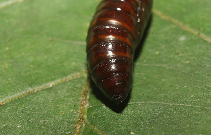 Figura 10. Pupa de <i>Luca livida</i>, Notodontidae, vista dorsal. (18-SRNP-71257-DHJ742635).