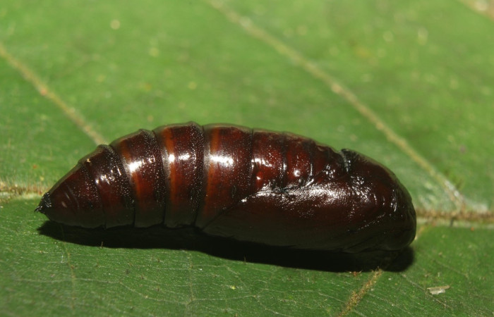Figura 11. Pupa de <i>Luca livida</i>, Notodontidae, vista lateral. (18-SRNP-71257-DHJ742636).