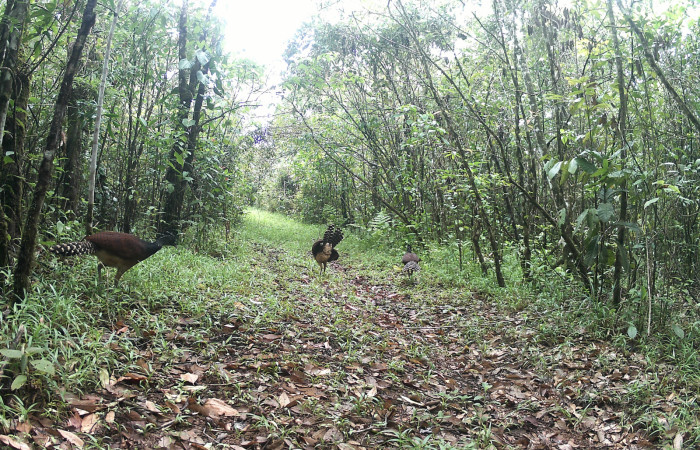 Figura. 4. <i>Crax rubra</i> (Cracidae), (hembras) foto captada por cámara trampa, 10 Julio 2023, en Estación Biológica Quica, Sector Pitilla Area de Conservación Guanacaste (ACG) (470m).
