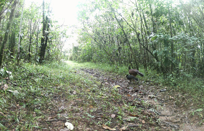 Figura. 6. <i>Crax rubra</i> (Cracidae), (hembra y pichón) foto captada por cámara trampa, 05 Agosto 2022, en Estación Biológica Quica, Sector Pitilla Area de Conservación Guanacaste (ACG) (470m).
