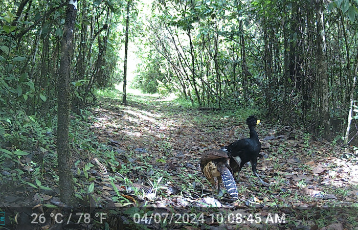 Figura. 1. <i>Crax rubra</i> (Cracidae), (hembra y macho) foto captada por cámara trampa, 04 Julio 2024, en Estación Biológica Quica, Sector Pitilla Area de Conservación Guanacaste (ACG) (470m).
