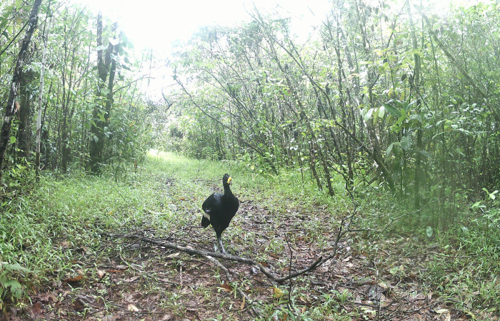 Figura. 10. <i>Crax rubra</i> (Cracidae), (macho) foto captada por cámara trampa, 02 Agosto 2023, en Estación Biológica Quica, Sector Pitilla Area de Conservación Guanacaste (ACG) (470m).
