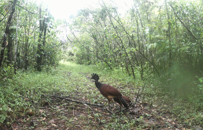 Figura. 9. <i>Crax rubra</i> (Cracidae), (hembra) foto captada por cámara trampa, 16 Agosto 2023, en Estación Biológica Quica, Sector Pitilla Area de Conservación Guanacaste (ACG) (470m).
