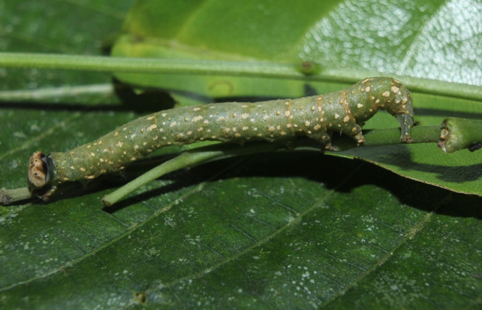 Fig. 11. Larva de <i>Argidia</i> Poole05DHJ01 (Erebidae), alimentandose de <i>Lonchocarpus oliganthus</i>, cuerpo con pequeños puntos des color beige.Voucher: 15-SRNP-70071-DHJ726731