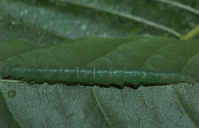Fig. 16. Larva de <i>Argidia wedelina</i> (Erebidae), comiendo <i>Lonchocarpus oliganthus</i> (Fabaceae), color verde contrasta con el color de la hoja planta hospedera. Voucher: 15-SRNP-70072-DHJ726744.