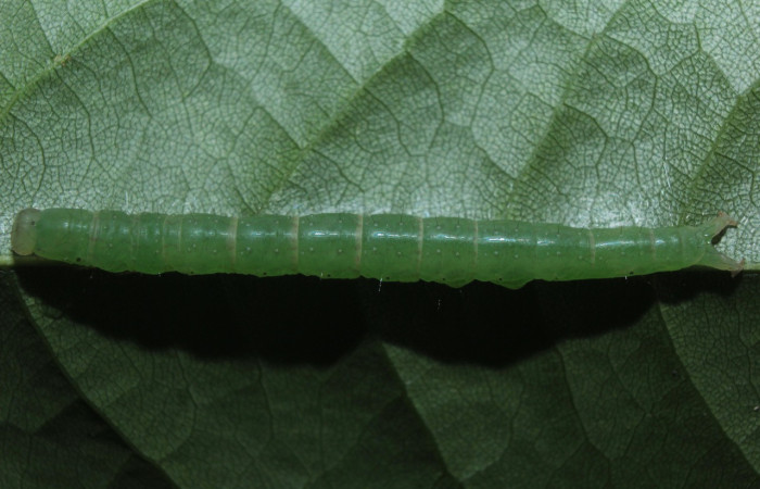 Fig. 17. Larva de <i>Argidia wedelina</i> (Erebidae), comiendo <i>Lonchocarpus oliganthus</i> (Fabaceae), color verde contrasta con el color de la hoja planta hospedera. Voucher: 15-SRNP-70072-DHJ726745.