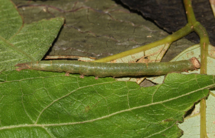 Fig. 18. Larva de <i>Argidia wedelina</i> (Erebidae), comiendo <i>Lonchocarpus heptaphyllus</i> (Fabaceae), oruga muy similar a Argidia Poole05DHJ01 (Fig.12) . Voucher: 17-SRNP-31836-DHJ739684.