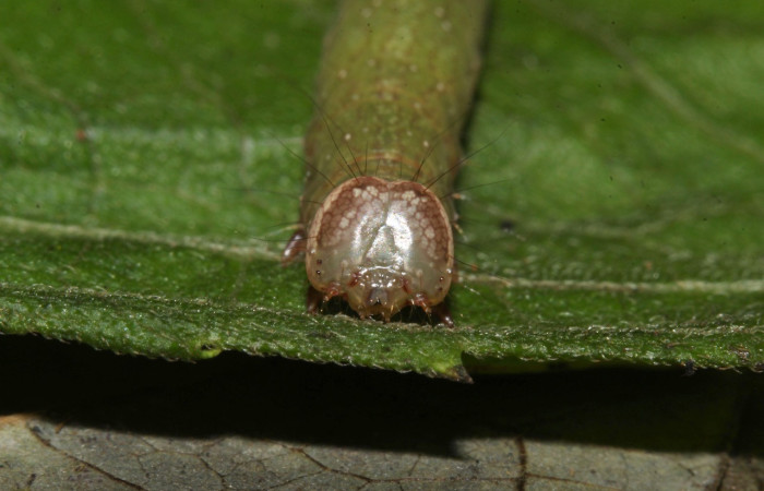 Fig. 19. Detalle cabeza frontal en  <i>Argidia wedelina</i> (Erebidae), predomina una coloración grisácea y beige. Voucher: 17-SRNP-31836-DHJ739686