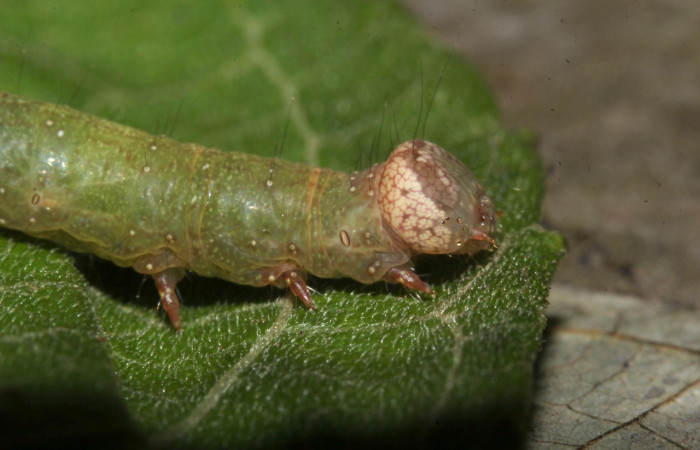 Fig. 20. Detalle cabeza lateral en  <i>Argidia wedelina </i>(Erebidae), predomina una coloración grisácea y beige. Voucher: 17-SRNP-31836-DHJ739687