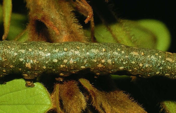 Fig. 15. Larva de <i>Argidia aufidia</i> (Erebidae), comiendo <i>Lonchocarpus rugosus</i> (Fabaceae), oruga muy similar <i>Argidia</i> Poole05DHJ01 (Fig.11). Voucher: 94-SRNP-728-DHJ26916.
