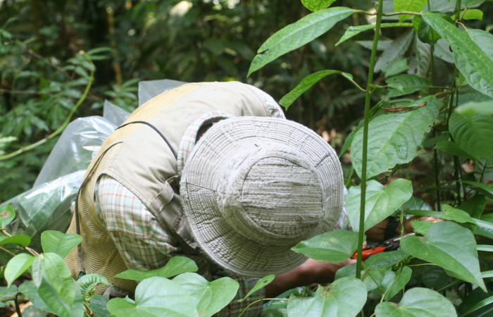 Fig. 2. Observación de campo en búsqueda y recolección de larvas de Lepidópteros, Estación Leiva, Parataxónomo Calixto Moraga Medina.