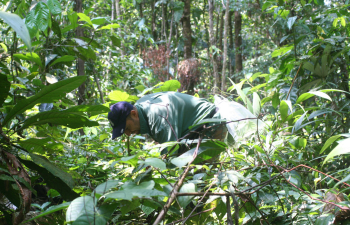 Fig. 1. Recolecta de orugas en Area Conservación Guanacaste, las orugas pueden estar alimentándose de materia vegetal, como hojas, musgo, liquen, flores, frutos y tallos, Parataxónomo  Freddy Quesada.