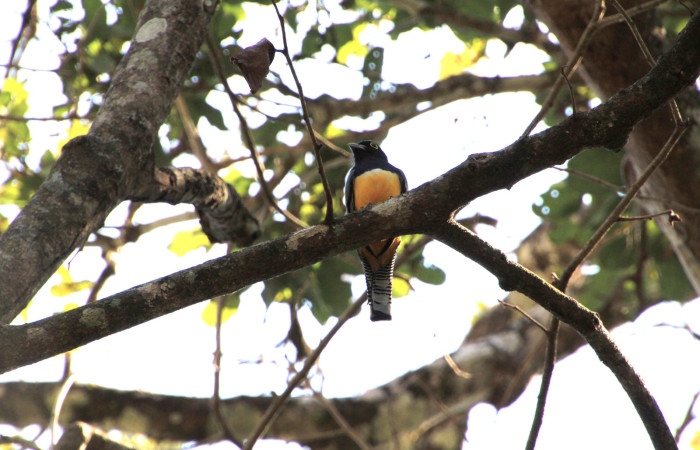 Fig. 2 Gartered Trogon (Trogón Cabecimorado) <i>Trogon caligatus</i> (Trogonidae). Estación Bilológica Los Almendros; Sector El Hacha ACG. 06 de mayo 2024, Fotografía. Roster Moraga