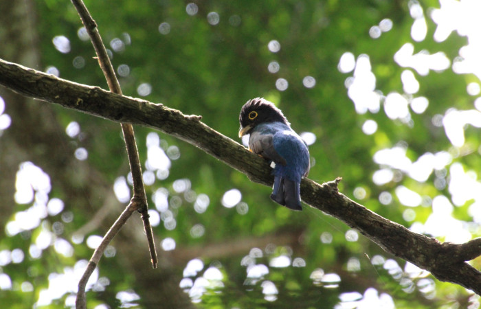 Fig. 3 Gartered Trogon (Trogón Cabecimorado) <i>Trogon caligatus</i> (Trogonidae). Finca Uno Sector Inocentes ACG, 10 de setiembre 2024, Fotografía. Roster Moraga