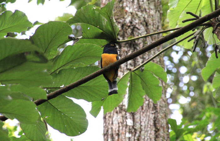 Fig. 4 Gartered Trogon (Trogón Cabecimorado) <i>Trogon caligatus</i> (Trogonidae). Finca Uno Sector Inocentes ACG, 10 de setiembre 2024, Fotografía. Roster Moraga