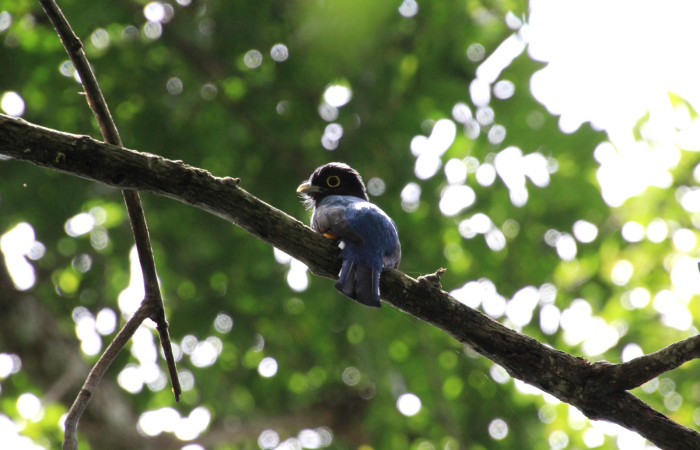 Fig. 5 Gartered Trogon (Trogón Cabecimorado) <i>Trogon caligatus</i> (Trogonidae). Finca Uno Sector Inocentes ACG, 10 de setiembre 2024, Fotografía. Roster Moraga