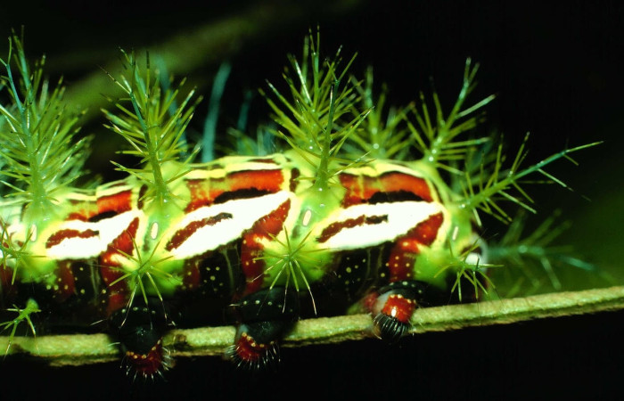 Fig.11 Larva <i>Automeris parapichinchensis</i>, (Saturniidae), se alimenta  <i>Dioclea malacocarpa</i>, (Fabaceae), mostrando la parte lateral central. Voucher: 01-SRNP-2348-DHJ60791.jpg.