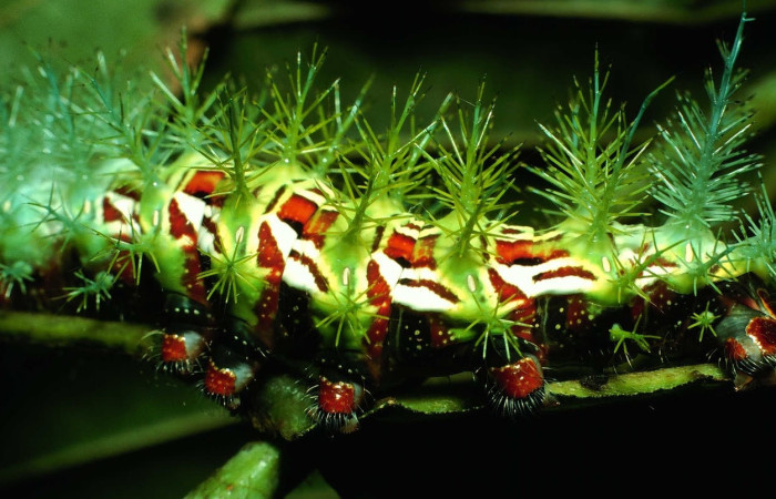 Fig.13 Larva <i>Automeris parapichinchensis</i>, (Saturniidae), se alimenta  <i>Dioclea malacocarpa</i>, (Fabaceae), mostrando la parte lateral central. Voucher: 01-SRNP-2348-DHJ60794.jpg.