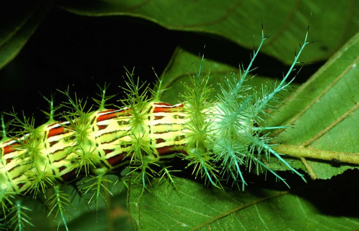 Fig.15 Larva <i>Automeris parapichinchensis</i>, (Saturniidae), se alimenta  <i>Dioclea malacocarpa</i>, (Fabaceae), mostrando la parte dorsal trasera. Voucher: 01-SRNP-2348-DHJ60798.jpg.