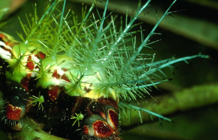 Fig.16 Larva <i>Automeris parapichinchensis</i>, (Saturniidae), se alimenta  <i>Dioclea malacocarpa</i>, (Fabaceae), mostrando la parte trasera. Voucher: 01-SRNP-2348-DHJ60799.jpg.