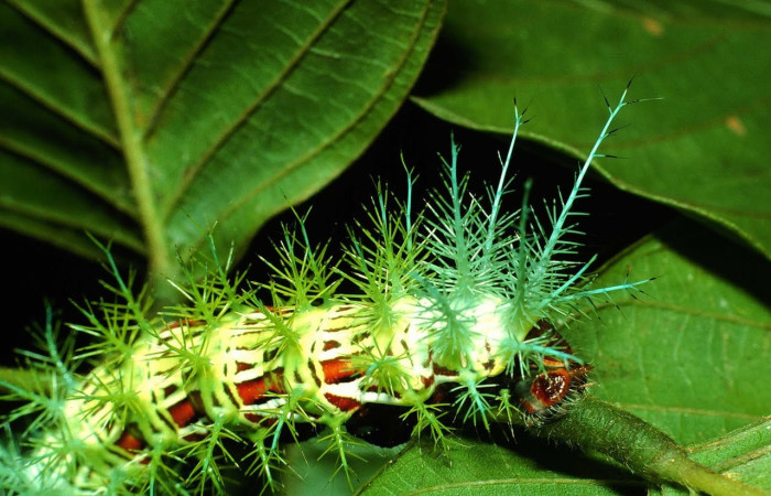 Fig.17 Larva <i>Automeris parapichinchensis</i>, (Saturniidae), se alimenta  <i>Dioclea malacocarpa</i>, (Fabaceae), mostrando la parte lateral trasera. Voucher: 01-SRNP-2348-DHJ60802.jpg.