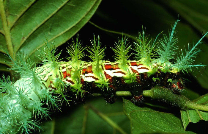 Fig.19 Larva <i>Automeris parapichinchensis</i>, (Saturniidae), se alimenta  <i>Dioclea malacocarpa</i>, (Fabaceae), mostrando la parte lateral trasera. Voucher: 01-SRNP-2348-DHJ60807.jpg.