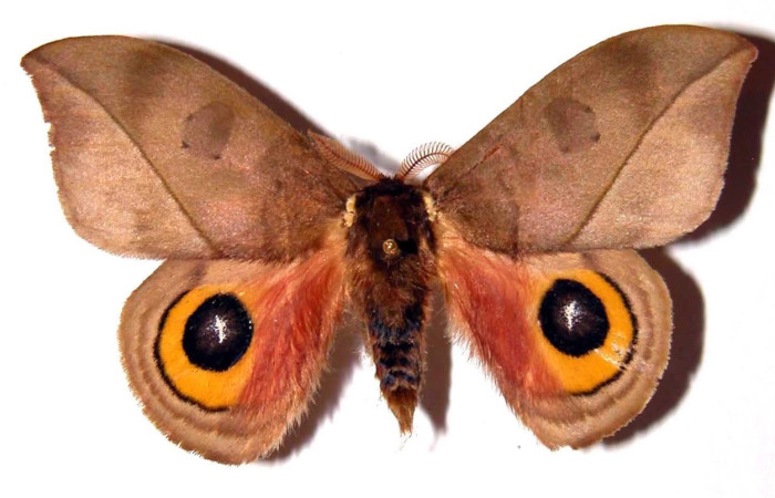 Fig.1 Adulto <i>Automeris parapichinchensis</i>, Saturniidae, macho mostrando la parte dorsal. Voucher: 01-SRNP-2346-DHJ36238