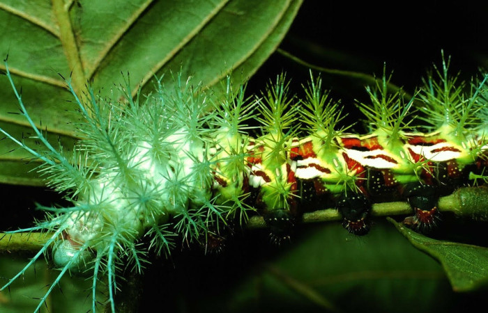 Fig.20 Larva <i>Automeris parapichinchensis</i>, (Saturniidae), se alimenta  <i>Dioclea malacocarpa</i>, (Fabaceae), mostrando la parte lateral central. Voucher: 01-SRNP-2348-DHJ60808.jpg.