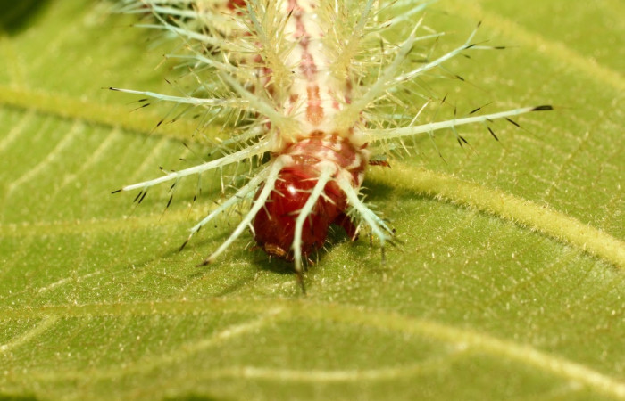 Fig.25 Larva <i>Automeris parapichinchensis</i>, (Saturniidae), se alimenta   <i>Trichospermum galeottii</i>, (Malvaceae), mostrando la parte cabeza. Voucher: 20-SRNP-65341-DHJ772692.jpg.