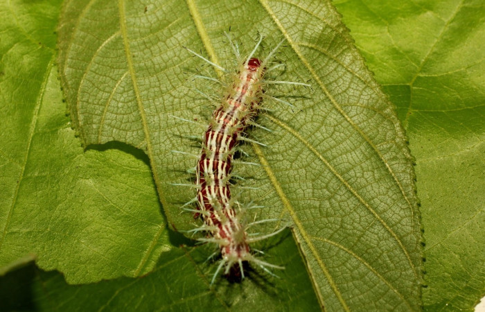 Fig.26 Larva <i>Automeris parapichinchensis</i>, (Saturniidae), se alimenta   <i>Trichospermum galeottii</i>, (Malvaceae), mostrando la parte dorsal trasera. Voucher: 20-SRNP-65341-DHJ772694.jpg.