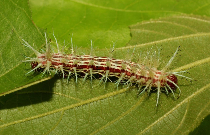 Fig.28 Larva <i>Automeris parapichinchensis</i>, (Saturniidae), se alimenta   <i>Trichospermum galeottii</i>, (Malvaceae), mostrando la parte lateral entero. Voucher: 20-SRNP-65341-DHJ772696.jpg.