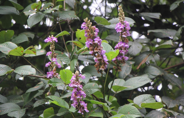 Fig. 29 Planta hospedera <i>Automeris parapichinchensis</i>,
<i>Dioclea Malacocarpa</i> con flores y hojas familia (Fabaceae). Foto tomada, Jorgen Hernandez, Estación Caribe, Area Conservación Guanacaste 18 Agosto 2015.