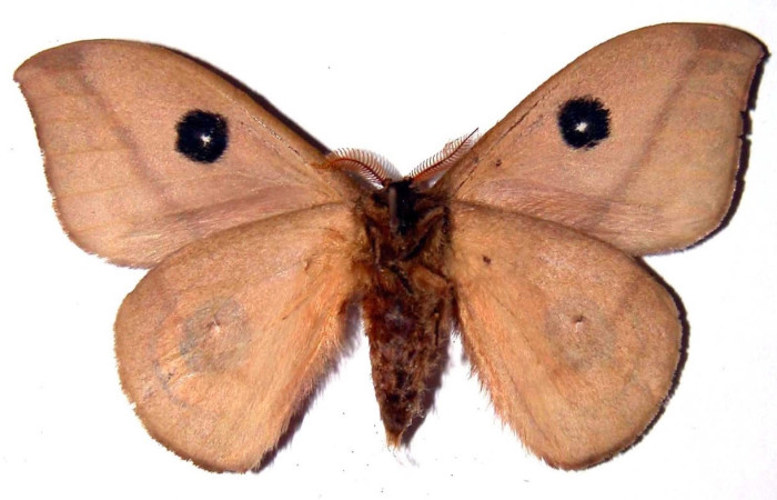Fig.2 Adulto <i>Automeris parapichinchensis</i>, Saturniidae, macho mostrando la parte ventral. Voucher: 01-SRNP-2346-DHJ36239.