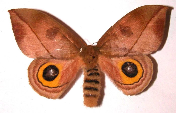 Fig.3 Adulto <i>Automeris parapichinchensis</i>, Saturniidae, hembra mostrando la parte dorsal. Voucher: 02-SRNP-2722-DHJ36072.