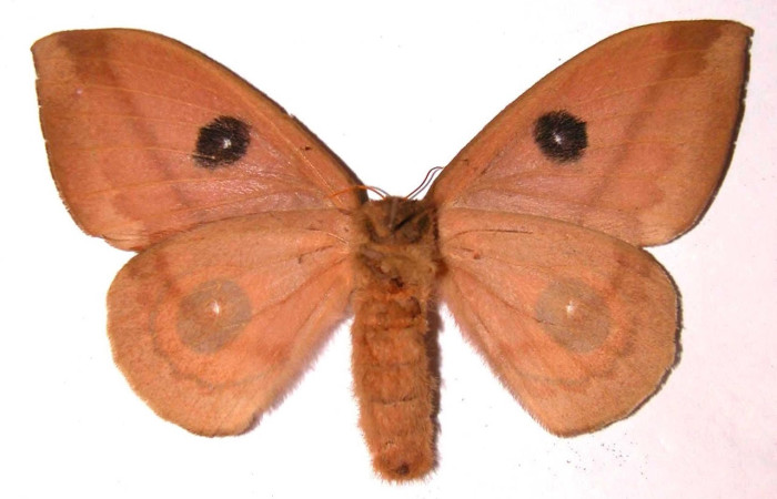 Fig.4 Adulto <i>Automeris parapichinchensis</i>, Saturniidae, hembra mostrando la parte ventral. Voucher: 02-SRNP-2722-DHJ36073.