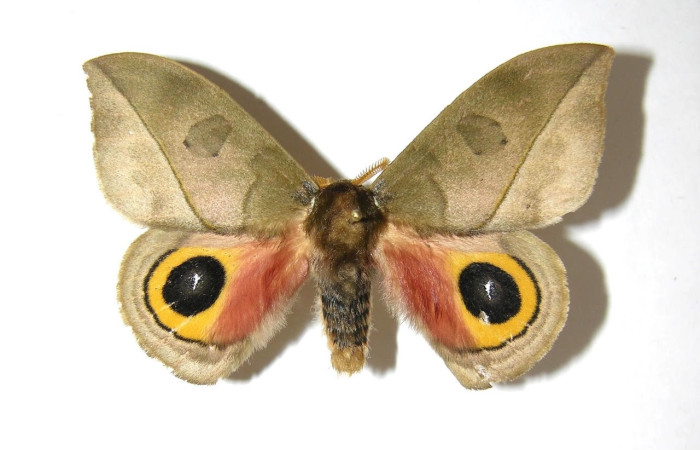 Fig.5 Adulto <i>Automeris parapichinchensis</i>, Saturniidae, macho mostrando la parte dorsal. Voucher: 08-SRNP-71083-DHJ394008.