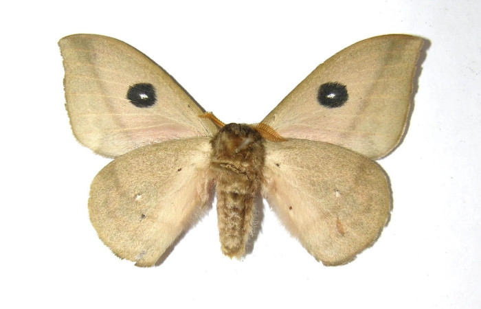 Fig.6 Adulto <i>Automeris parapichinchensis</i>, Saturniidae, macho mostrando la parte ventral. Voucher: 08-SRNP-71083-DHJ394009.