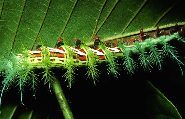 Fig.8 Larva <i>Automeris parapichinchensis</i>, (Saturniidae), se alimenta  <i>Dioclea malacocarpa</i>, (Fabaceae), mostrando la parte lateral entero. Voucher: 01-SRNP-2348-DHJ60787.jpg.