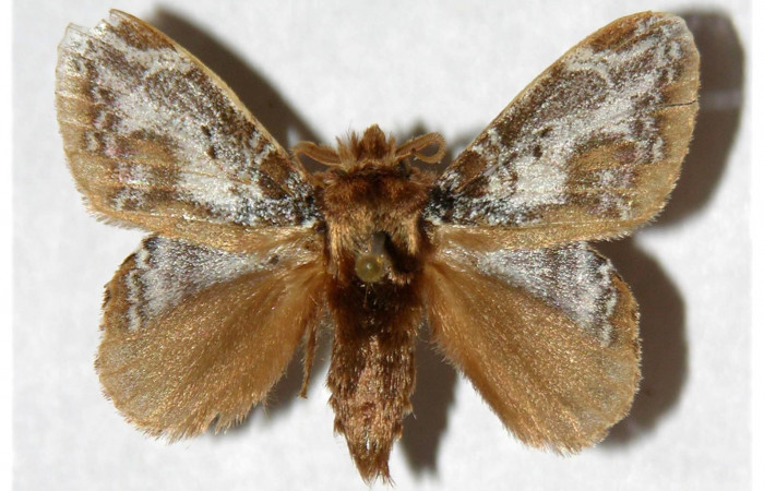 Figura 7. Adulto de <i>Euglyphis rundala</i> (Lasiocampidae), macho vista dorsal, localidad Rio Blanco Abajo Sector San Cristóbal ACG (500m). Voucher: 02-SRNP-3121-DHJ319448.jpg.