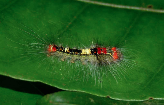 Figura 2. Larva <i>Euglyphis rundala</i> (Lasiocampidae), tercer estadío (PPU) vista dorsal, localidad Casa Roberto Sector Pitilla ACG (520m). Voucher: 05-SRNP-34256-DHJ424263.jpg.