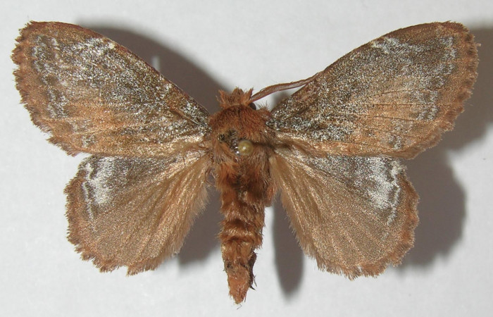 Figura 9. Adulto de <i>Euglyphis rundala</i> (Lasiocampidae), hembra vista dorsal, localidad Estación Llanura Sector Rincón Rain Forest ACG (135m). Voucher: 11-SRNP-75545-DHJ553674.jpg.