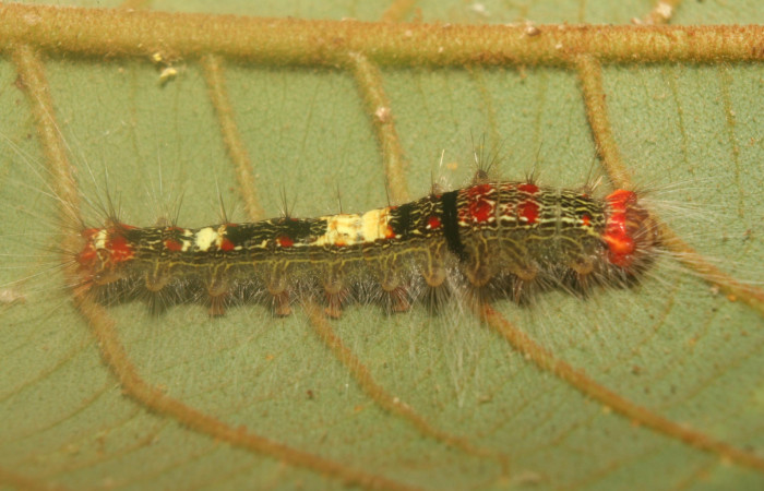 Figura 3. Larva <i>Euglyphis rundala</i> (Lasiocampidae), penúltimo estadío (PU) vista lateral, localidad Medrano Estación Biológica Quica Sector Pitilla ACG (380m). Voucher: 13-SRNP-71301-DHJ702830.jpg.