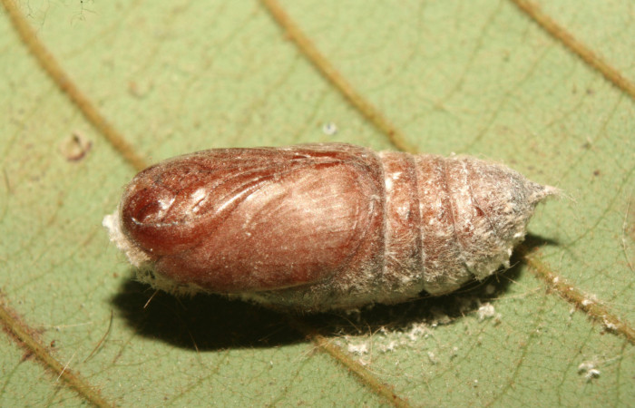 Figura 6. Pupa de <i>Euglyphis rundala</i> (Lasiocampidae), vista lateral, localidad Medrano Estación Biológica Quica Sector Pitilla ACG (380m). Voucher: 13-SRNP-71302-DHJ702929.jpg.