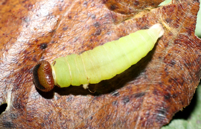 Figura 10. Prepupa dorsal entero <i>Hoodus pelopidas</i>, (Hesperiidae), encima de la planta <i>Terminalia catappa</i> (Combretaceae) (24-SRNP-80788-DHJ786933.jpg).